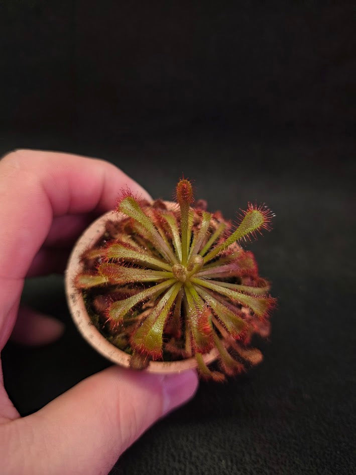 Drosera Nidiformis #03