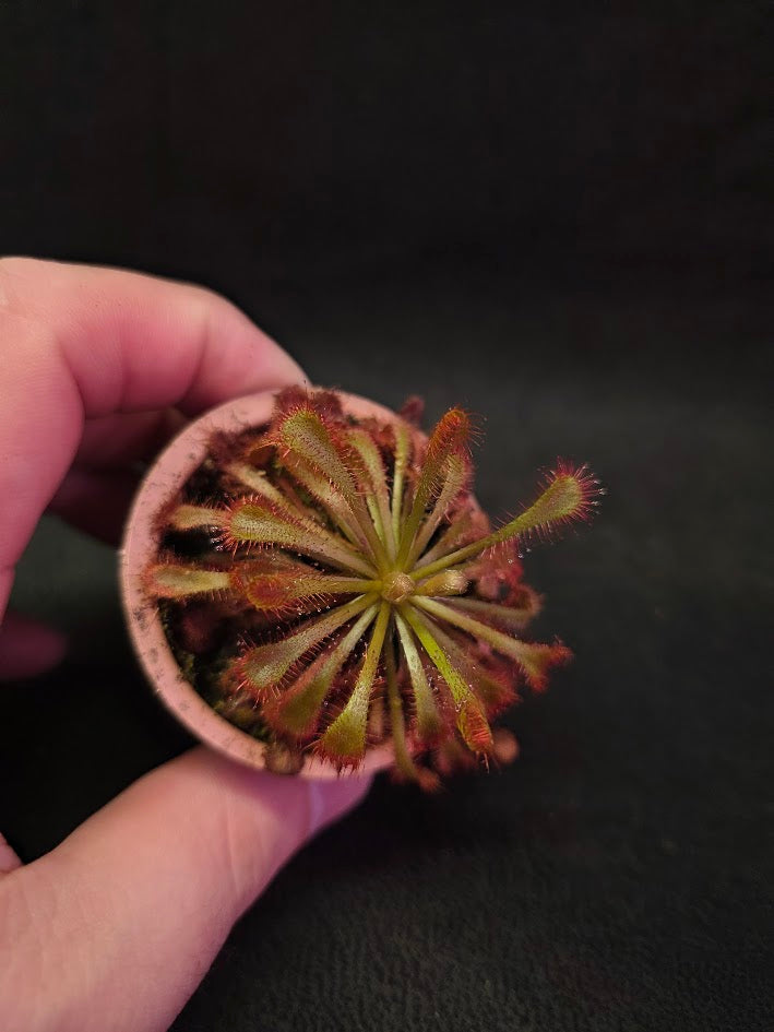 Drosera Nidiformis #03