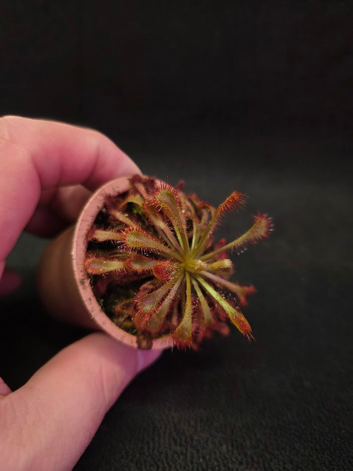 Drosera Nidiformis #03