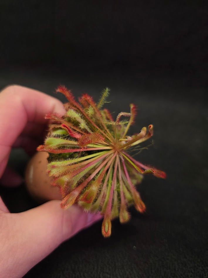 Drosera Nidiformis #04
