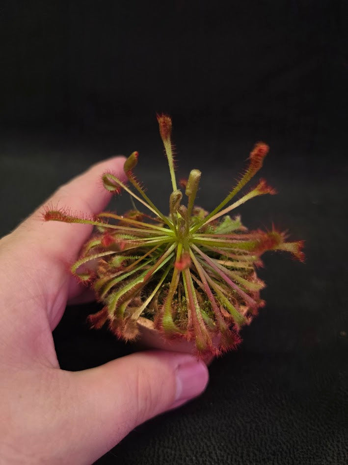 Drosera Nidiformis #05