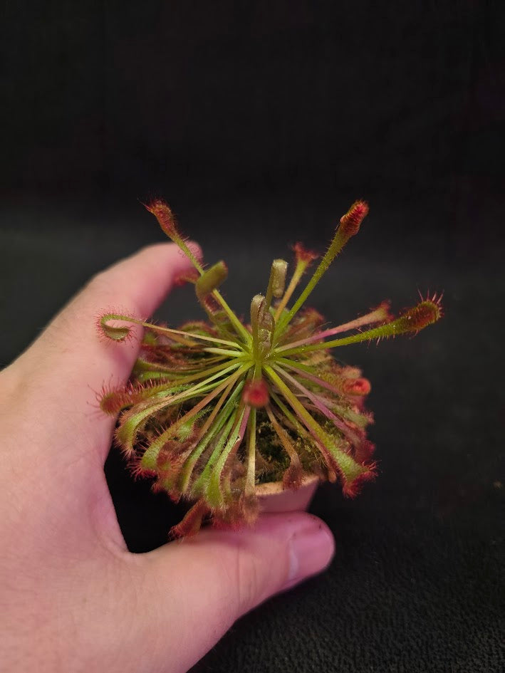 Drosera Nidiformis #05