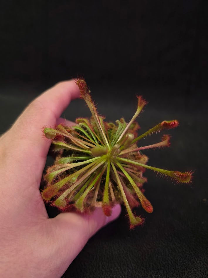 Drosera Nidiformis #05