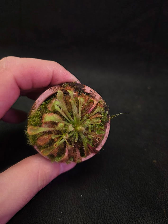 Drosera Nidiformis #06