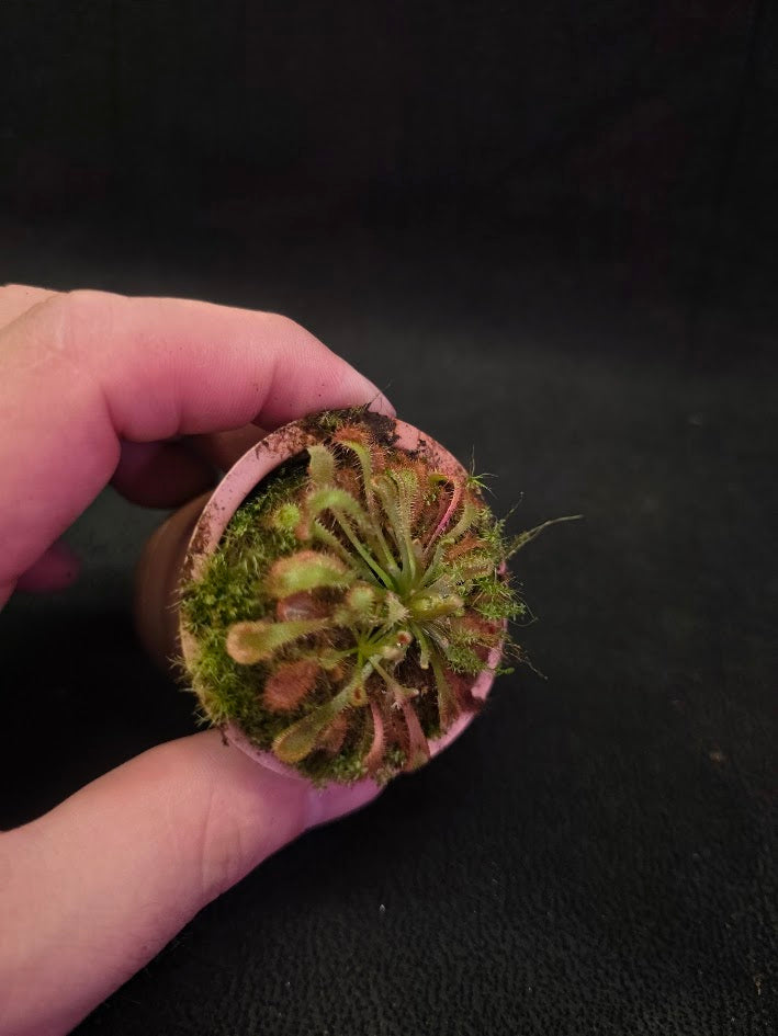 Drosera Nidiformis #06
