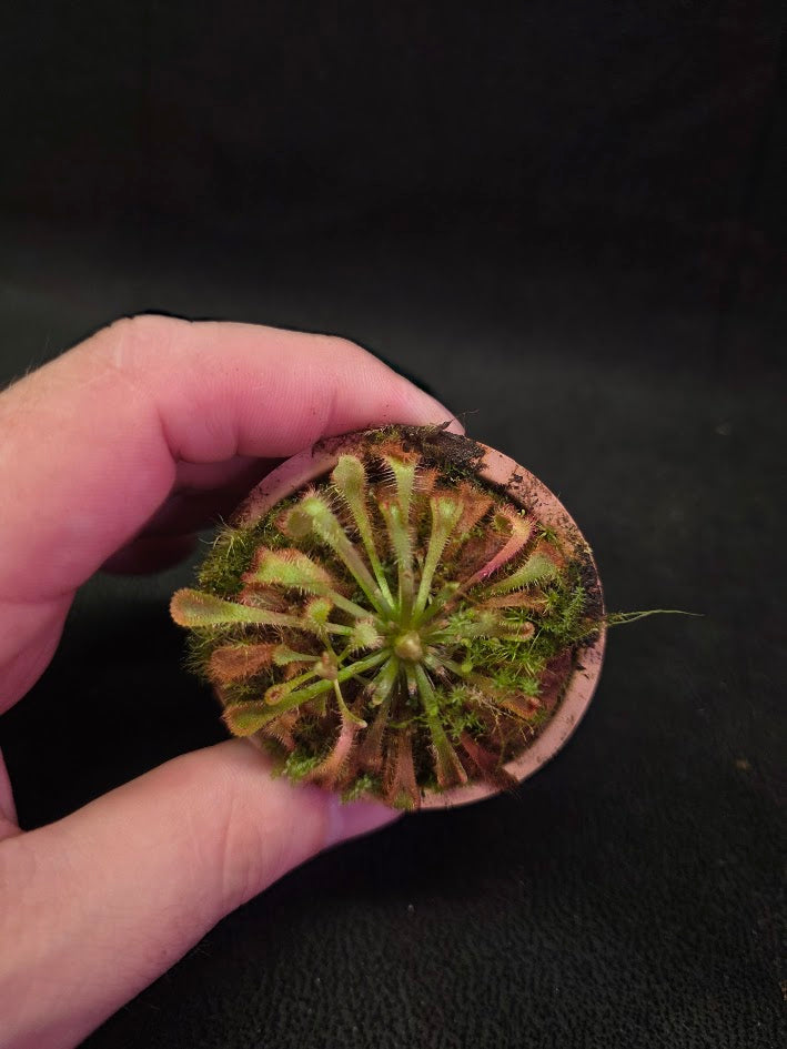 Drosera Nidiformis #06