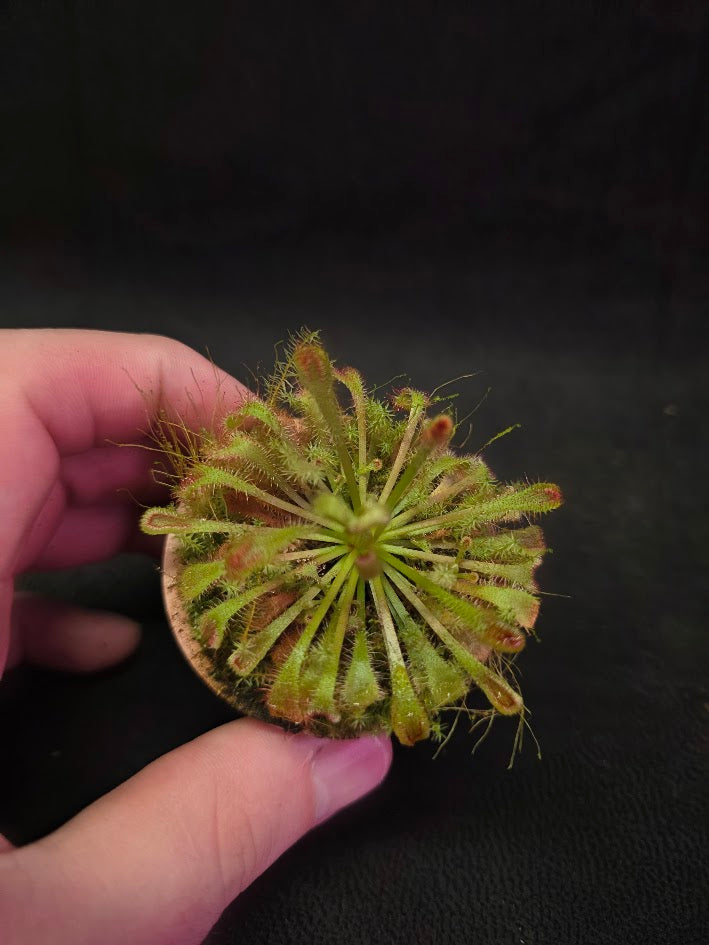 Drosera Nidiformis #07