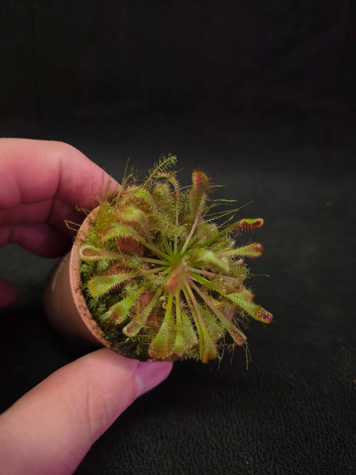 Drosera Nidiformis #07