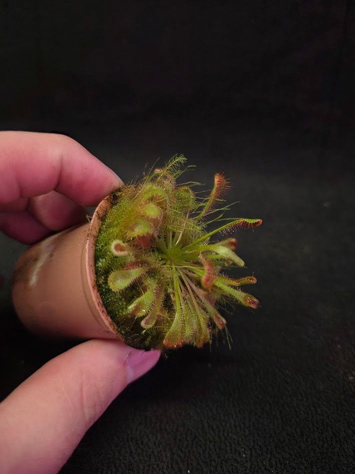 Drosera Nidiformis #07