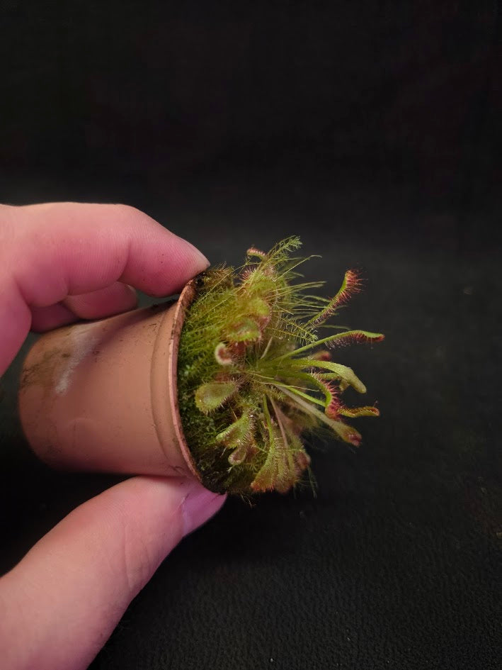 Drosera Nidiformis #07