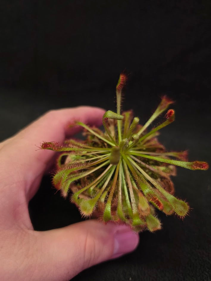 Drosera Nidiformis #08