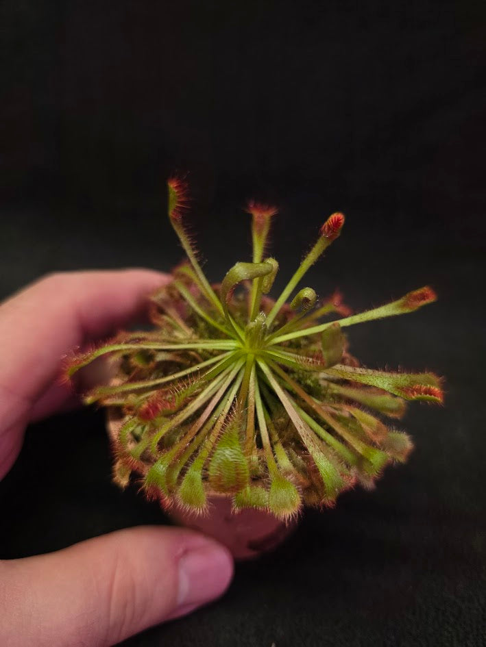 Drosera Nidiformis #08