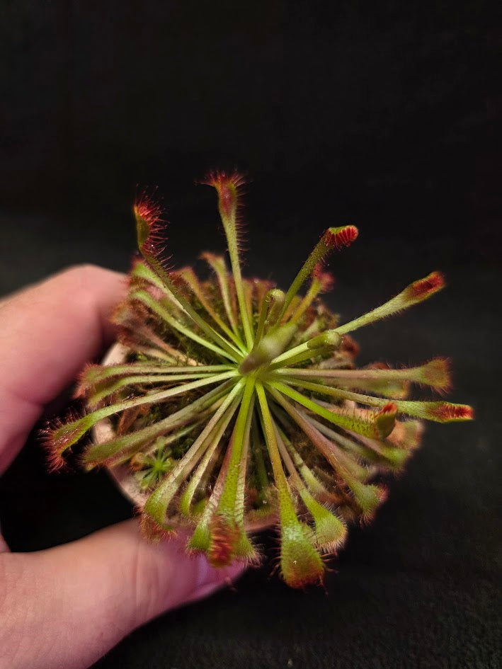 Drosera Nidiformis #08