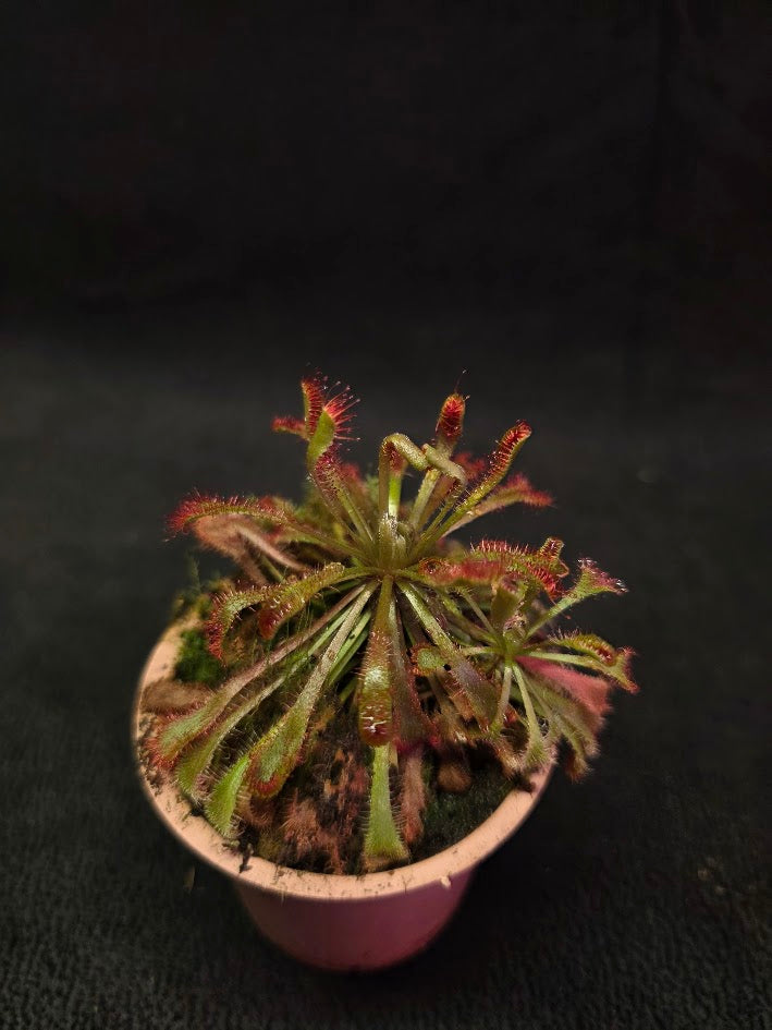 Drosera Nidiformis #09