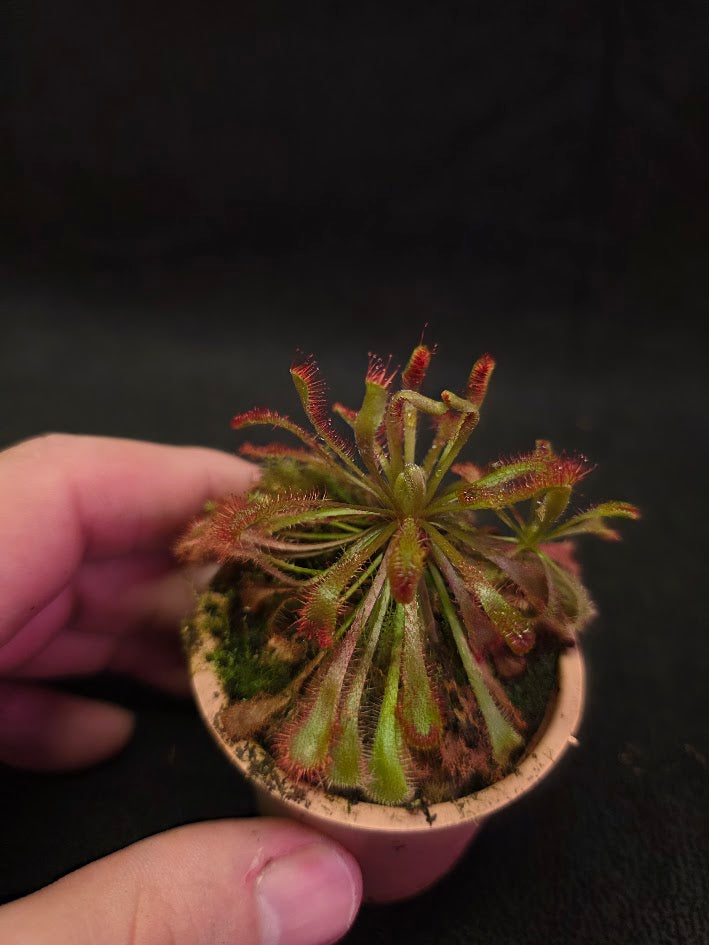Drosera Nidiformis #09