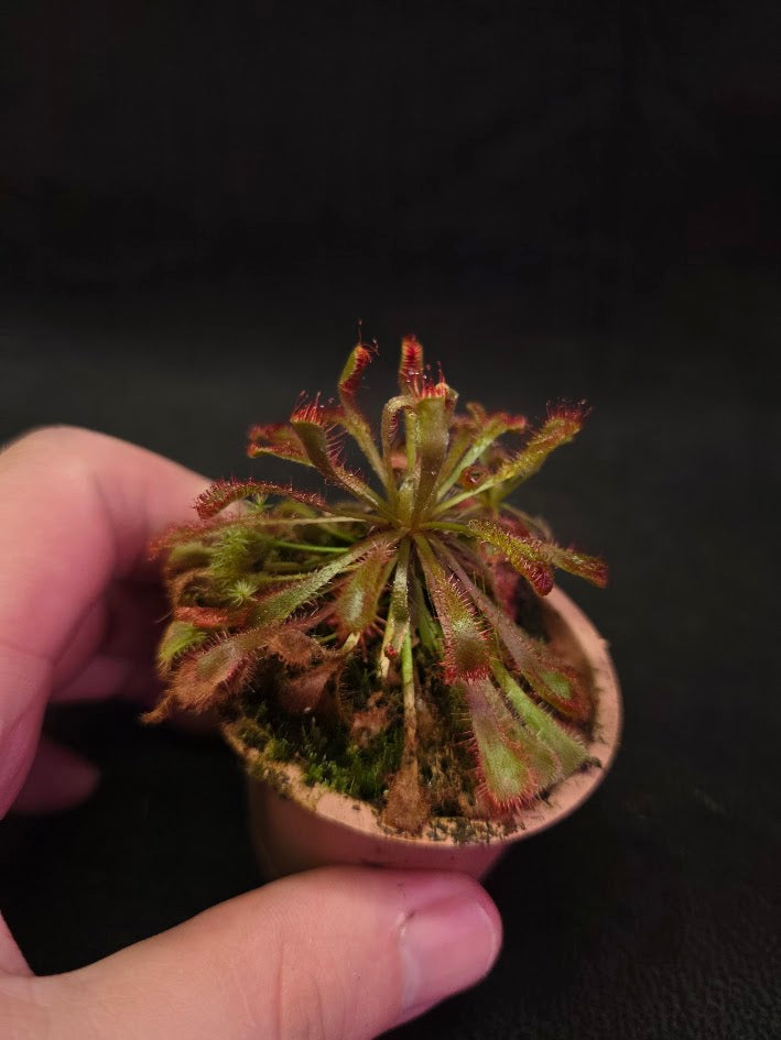 Drosera Nidiformis #09