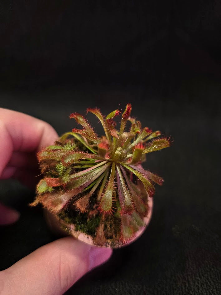 Drosera Nidiformis #09