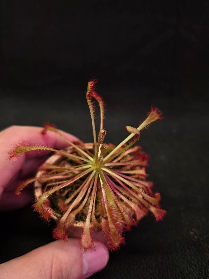 Drosera Nidiformis #10