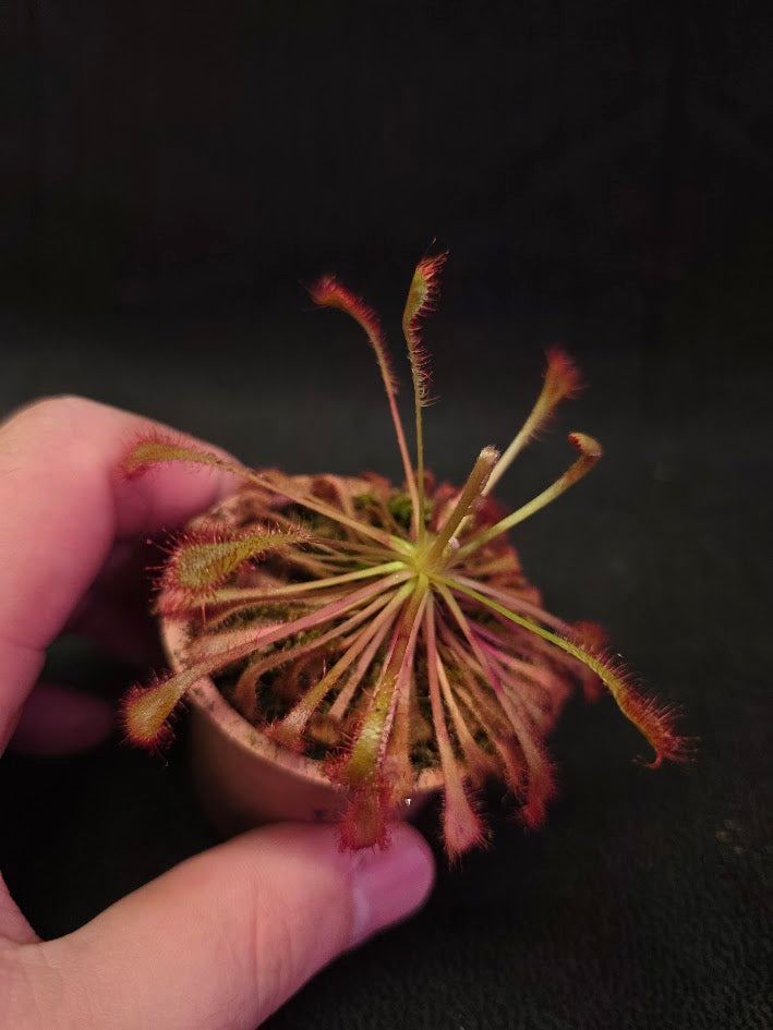 Drosera Nidiformis #10