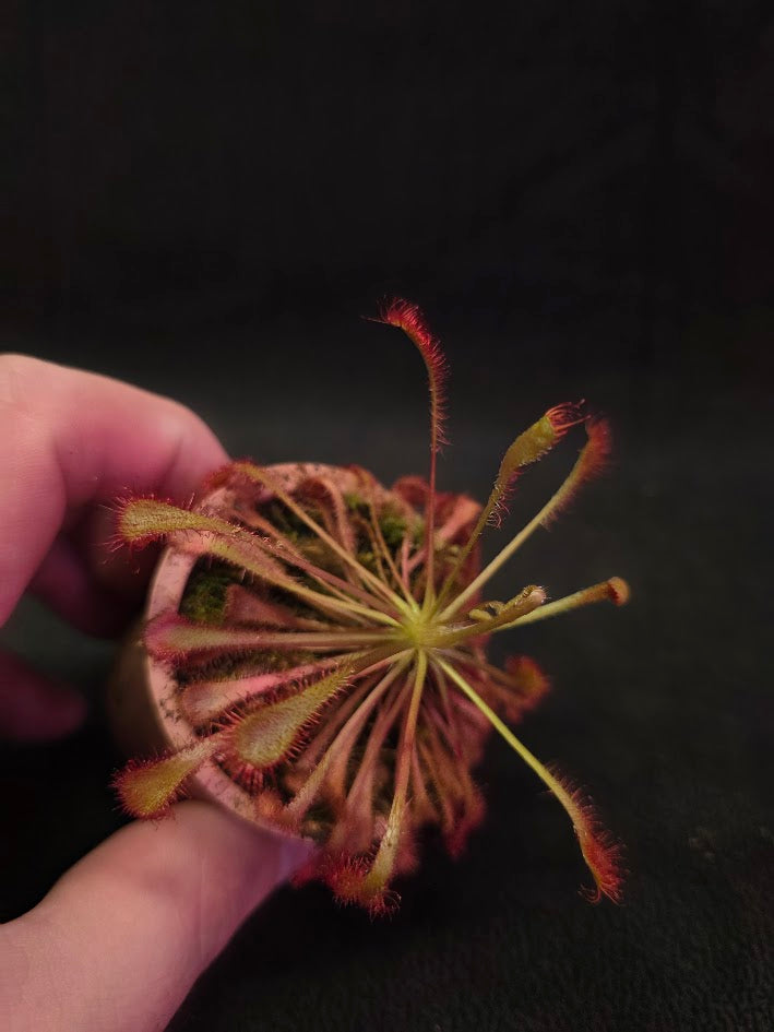 Drosera Nidiformis #10
