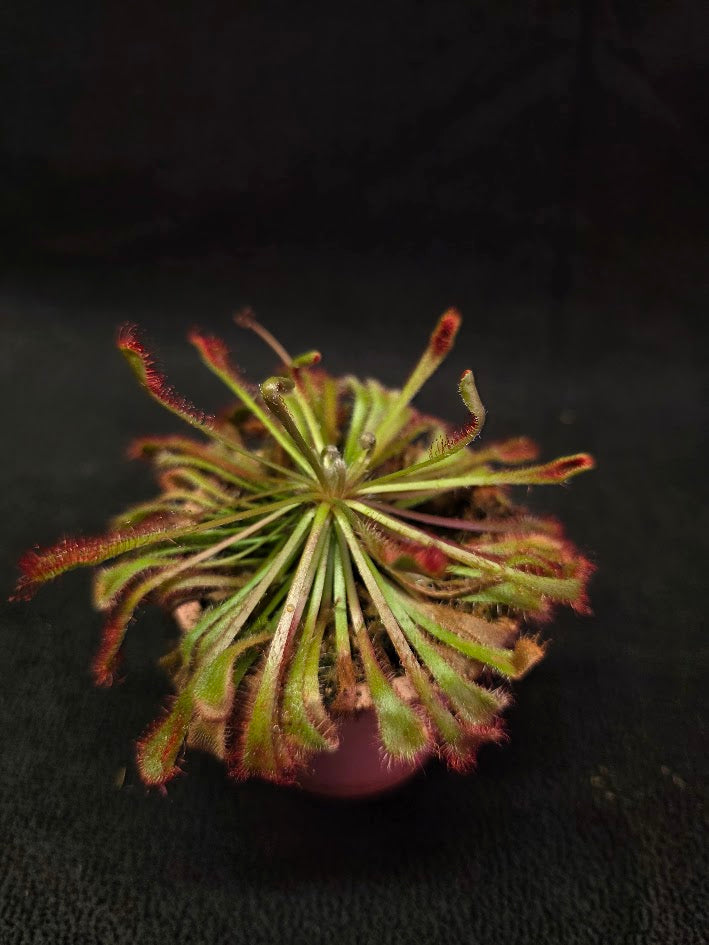 Drosera Nidiformis #11