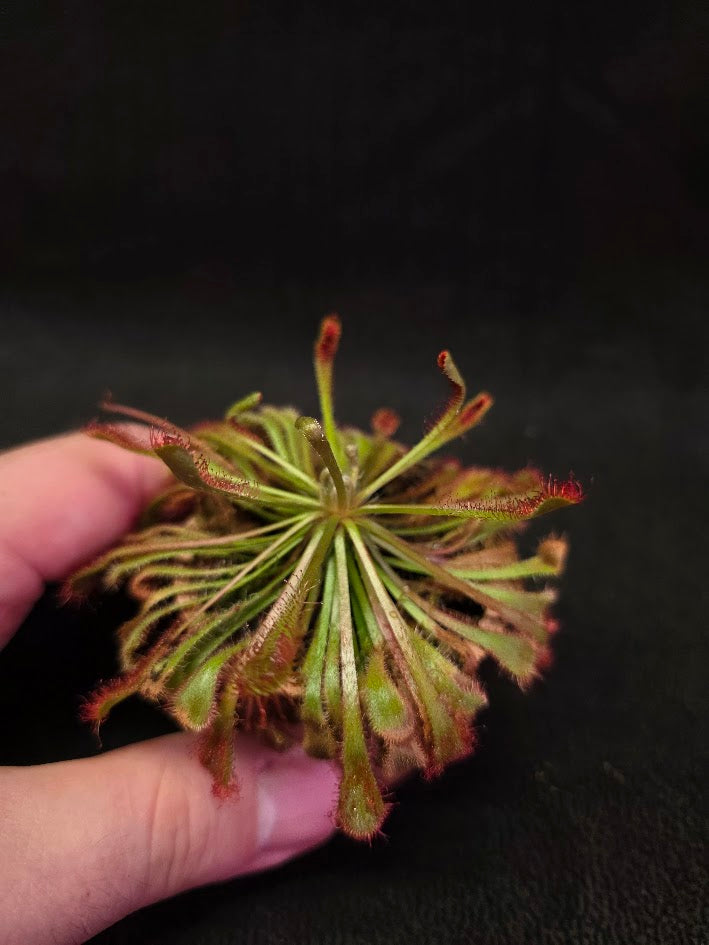 Drosera Nidiformis #11