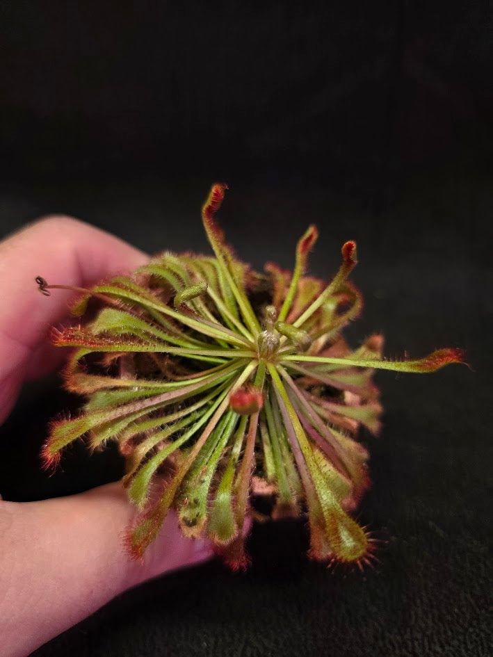 Drosera Nidiformis #11