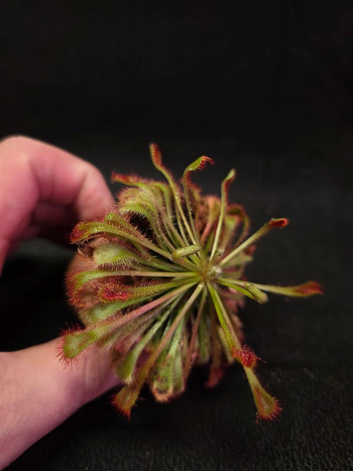 Drosera Nidiformis #11