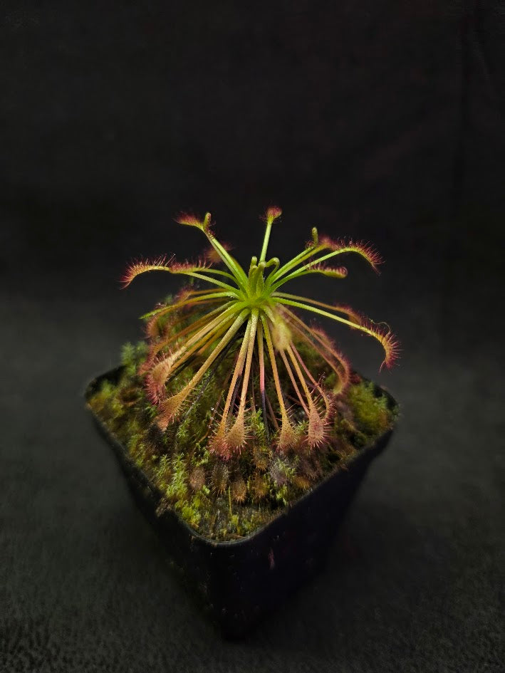 Drosera Intermedia #03