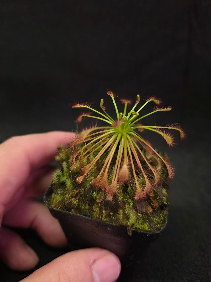 Drosera Intermedia #03