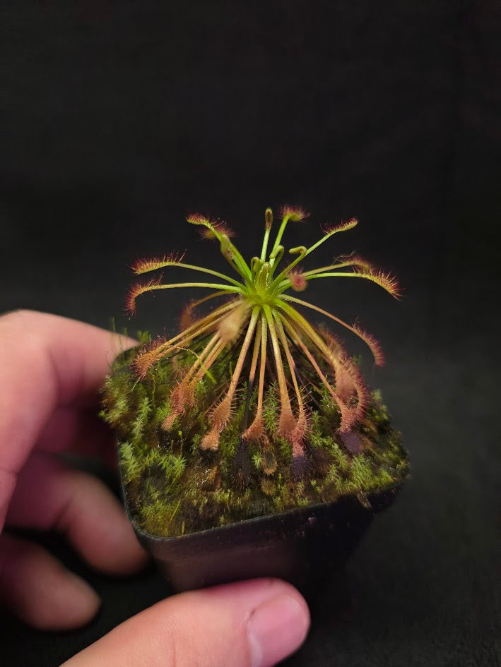 Drosera Intermedia #03