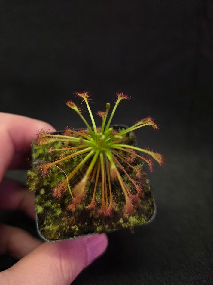 Drosera Intermedia #03