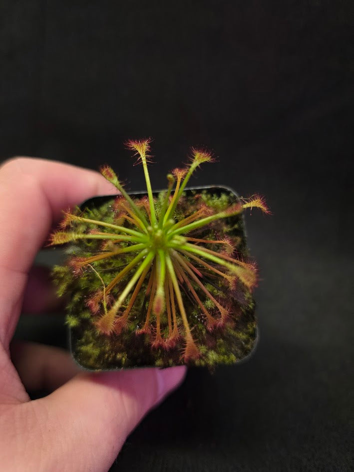 Drosera Intermedia #03