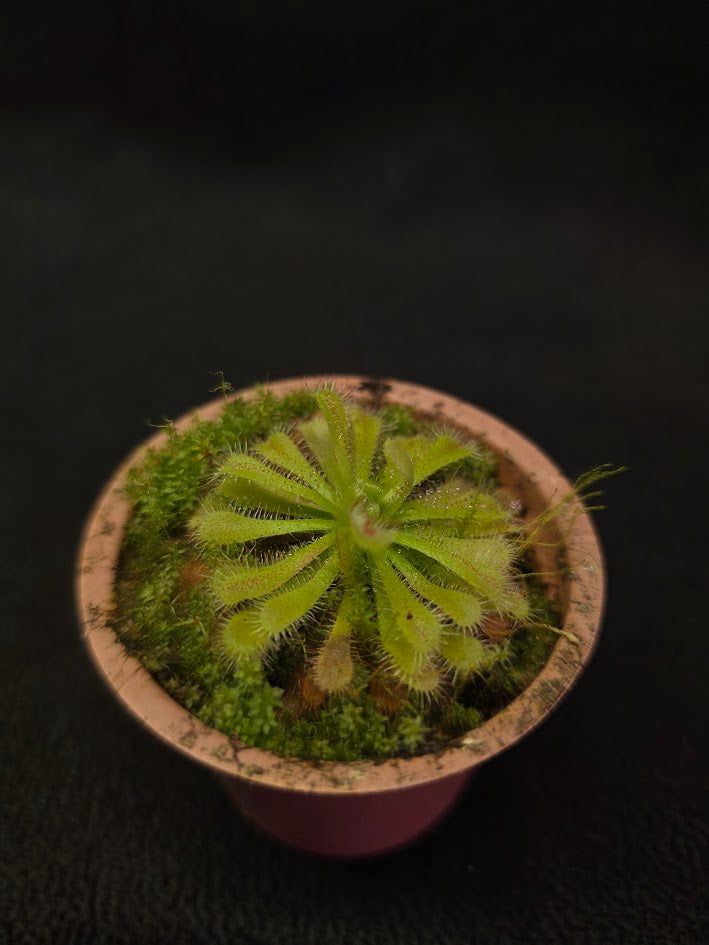 Drosera Spatulata Var. Lovellae #03