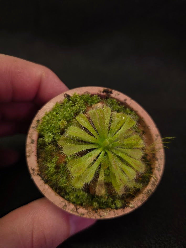 Drosera Spatulata Var. Lovellae #03