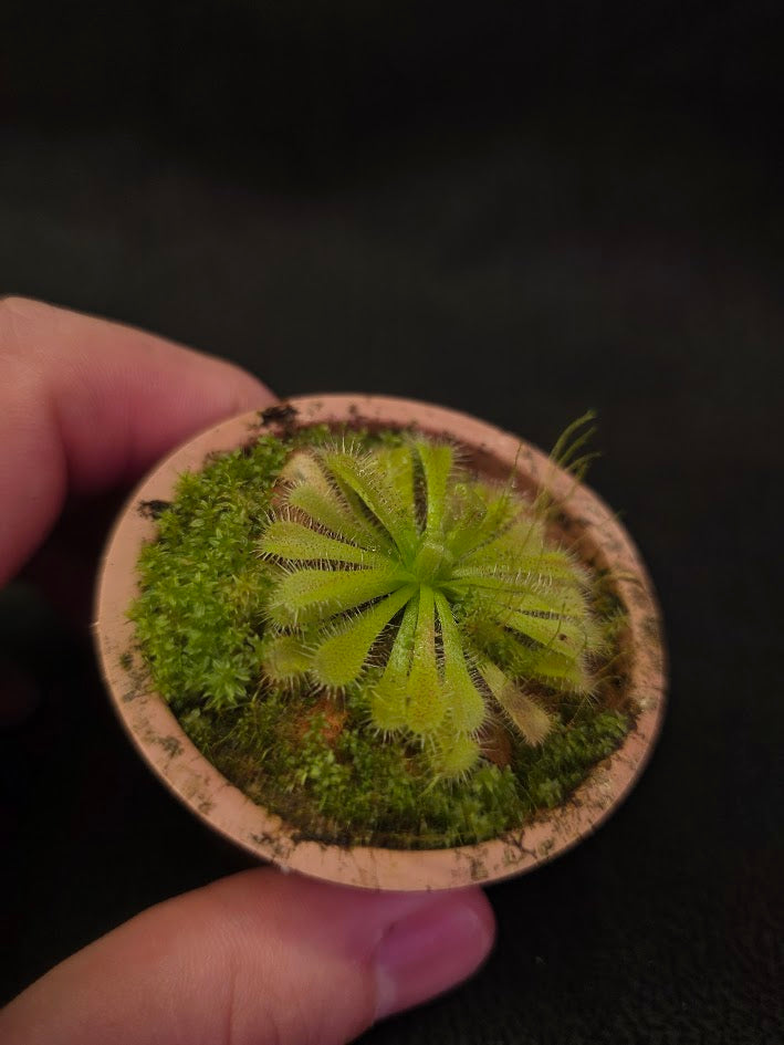 Drosera Spatulata Var. Lovellae #03