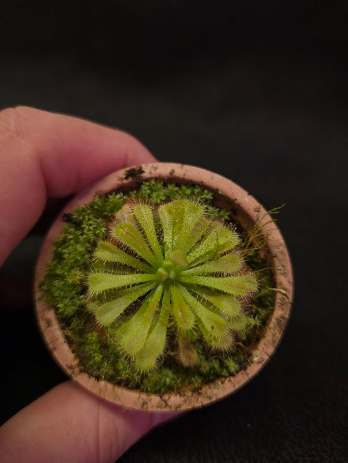 Drosera Spatulata Var. Lovellae #03