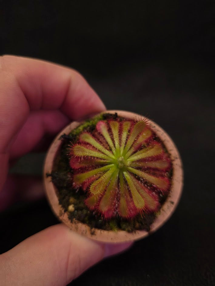 Drosera Spatulata Var. Lovellae #04