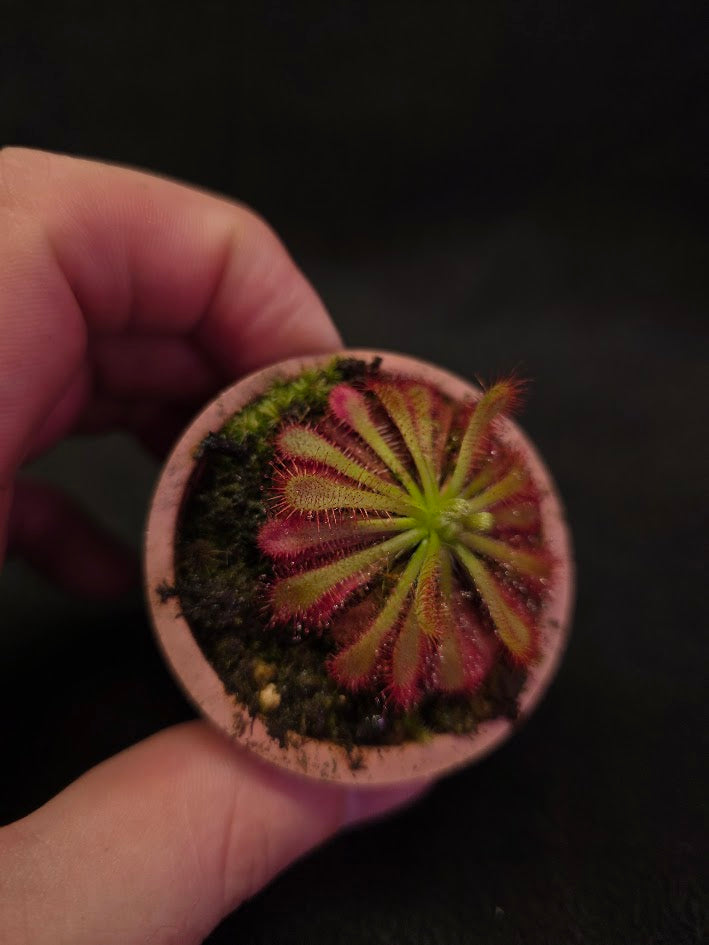 Drosera Spatulata Var. Lovellae #04