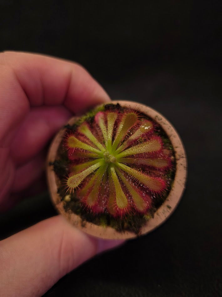 Drosera Spatulata Var. Lovellae #04