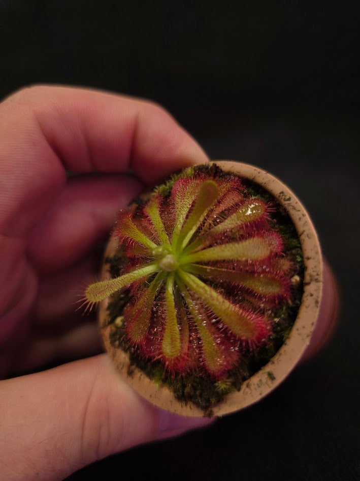 Drosera Spatulata Var. Lovellae #04