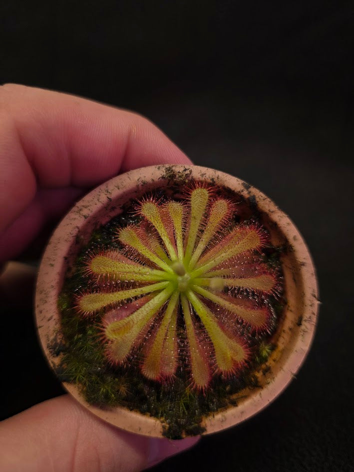 Drosera Spatulata Var. Lovellae #05