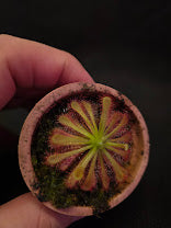 Drosera Spatulata Var. Lovellae #05