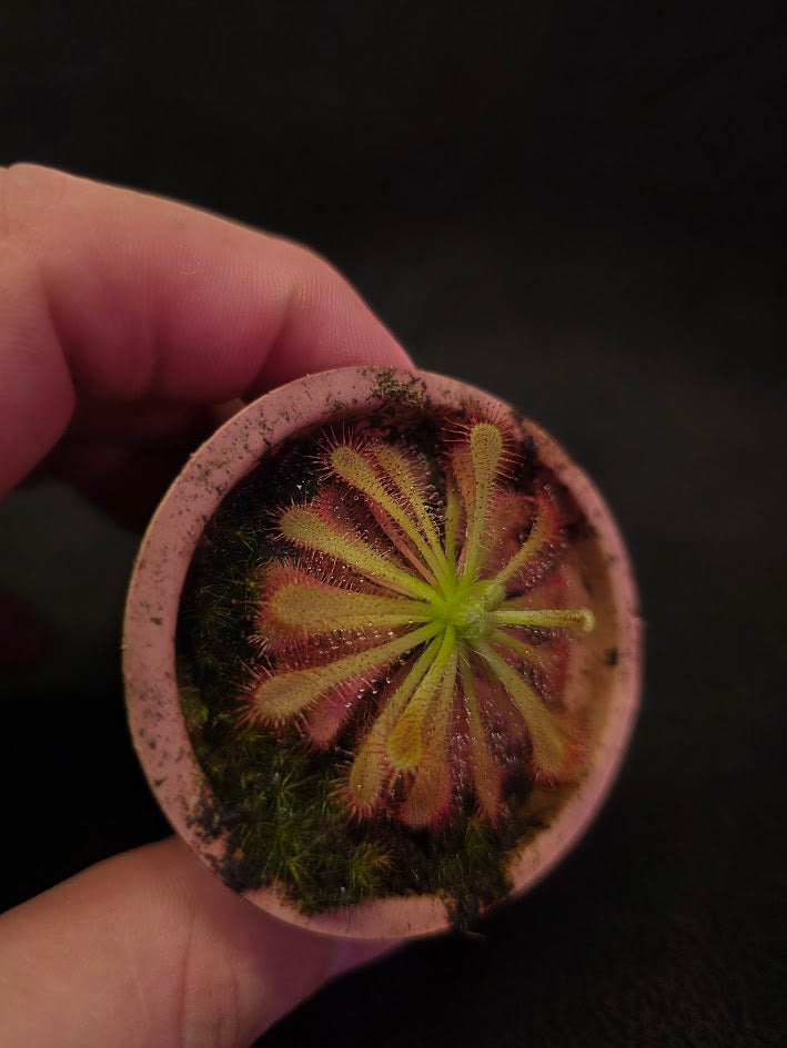 Drosera Spatulata Var. Lovellae #05