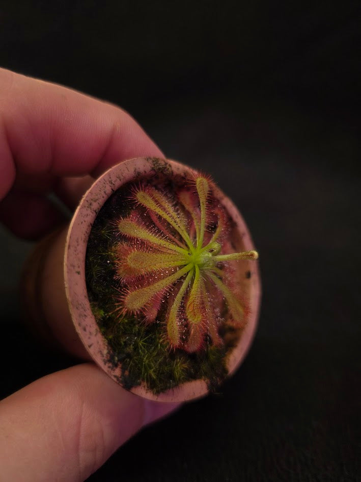 Drosera Spatulata Var. Lovellae #05