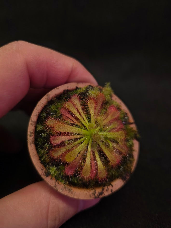 Drosera Spatulata Var. Lovellae #06