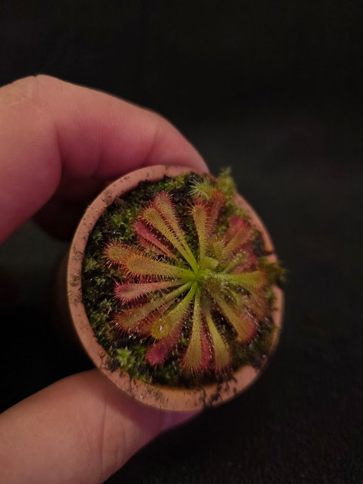 Drosera Spatulata Var. Lovellae #06