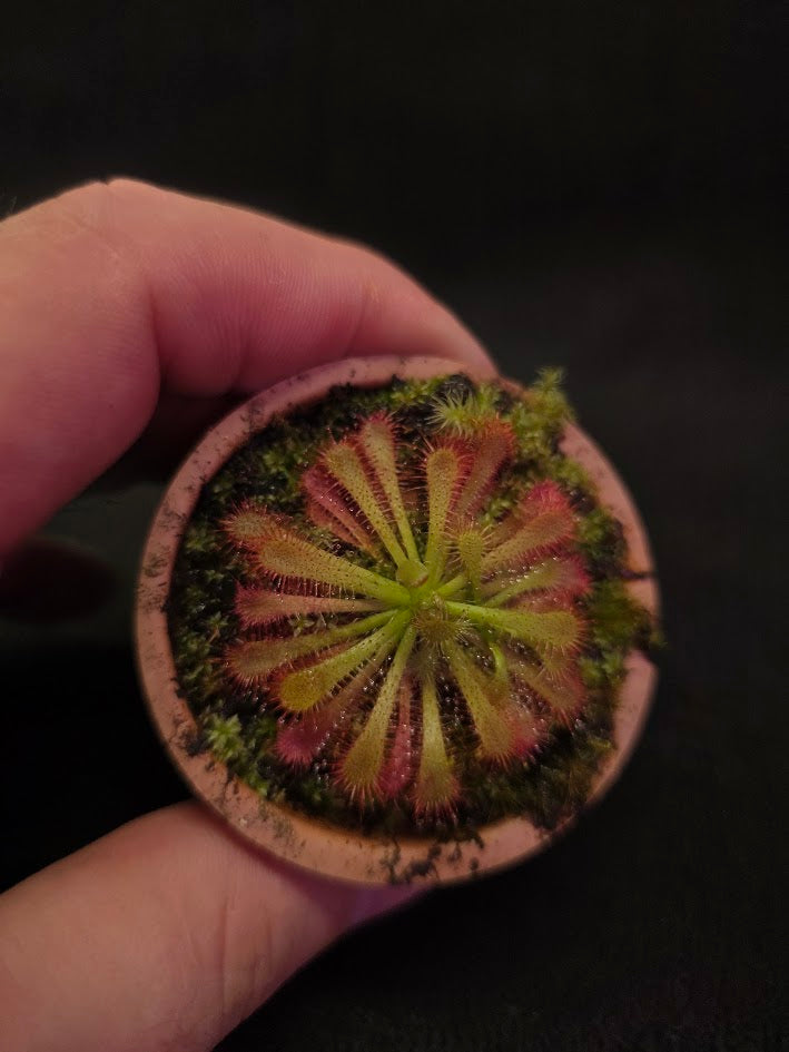 Drosera Spatulata Var. Lovellae #06
