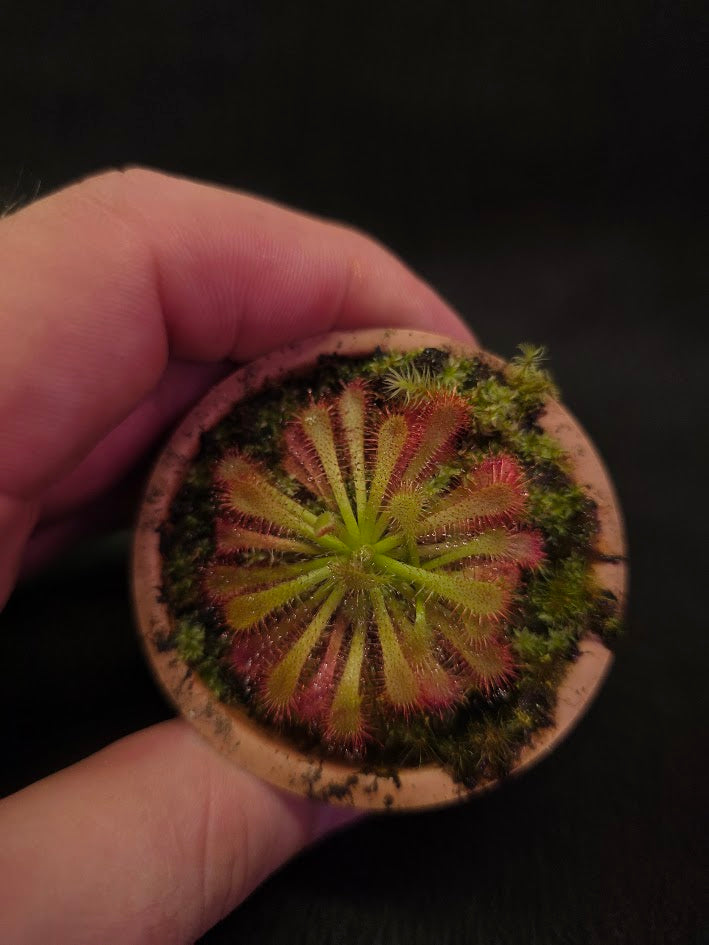 Drosera Spatulata Var. Lovellae #06