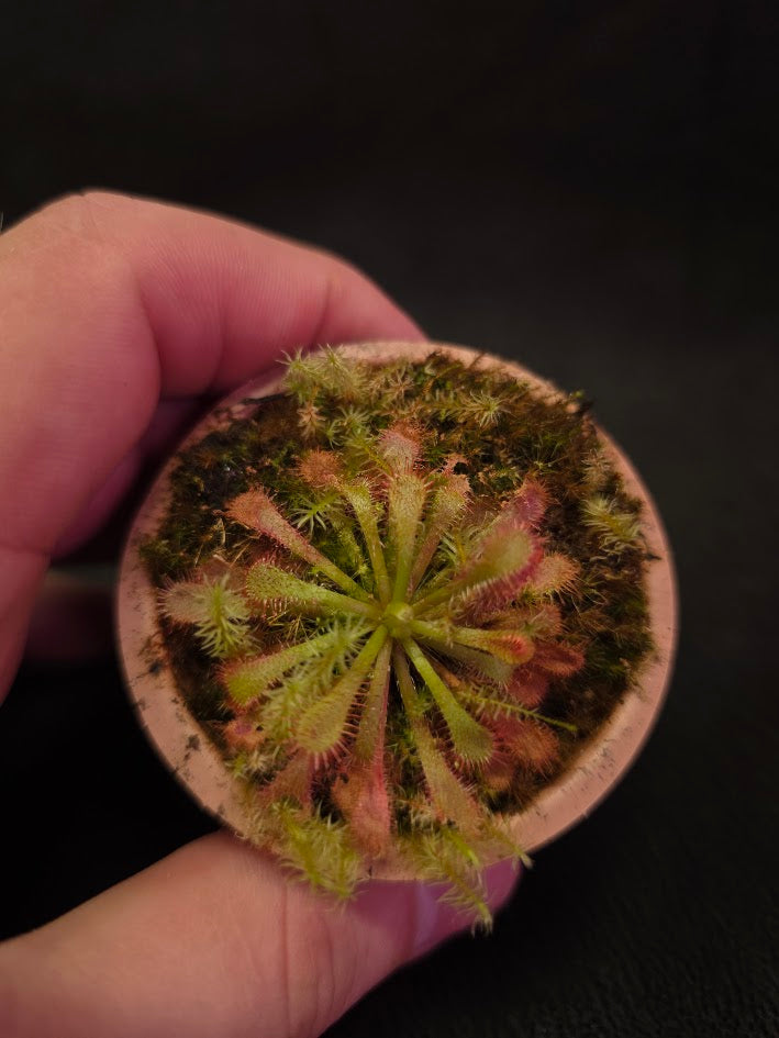 Drosera Spatulata Var. Lovellae #07
